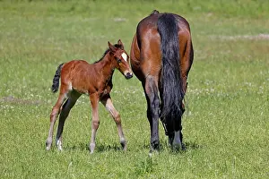 Caballus: Horses (Equus caballus), mare and foal, animal child