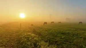 Grassfield: Horse
