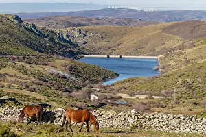 Guadarrama: Horses feeding in field Mount Abantos, Sierra de