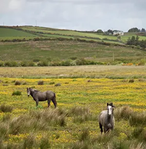 Marilyn: Two horses in a field of yellow wildflowers
