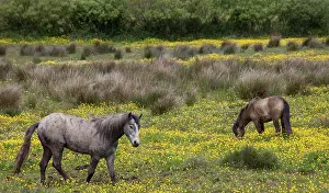 Marilyn: Two horses in a field of yellow wildflowers