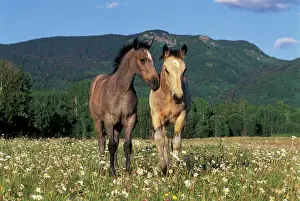 Fillies: Horses - Two Fillies together in meadow of daisies