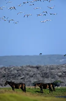 Fynbos: Horses and Flamingoes in flight Cape Agulhas South Africa