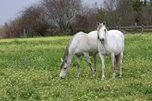 Saddle: Horses in a flowered turnip meadow in Camargue - France