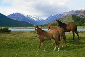 Glaciares: Horses graze on meadow by glacier water