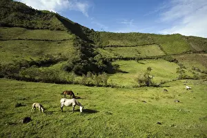 Infinite: Horses grazing at high altitude Province of Imbabura