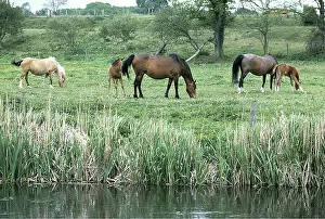 Ardea London: HORSES -Grazing, by river