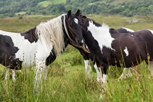 Roadside: Horses grazing on the roadside, Cork, Ireland, Europe