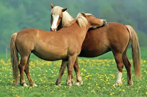Haflinger: HORSES - Haflinger, two grooming