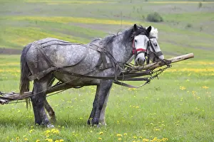 Countryfields: Horses harnessed to work in fields Romania