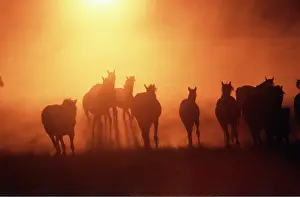 Tranquillity: HORSES - herd at sunset