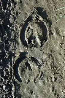 Hooves: Horse's Hoof - Imprint in the mud