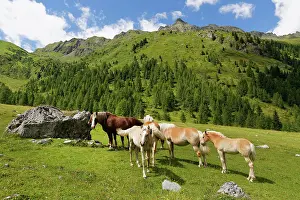 Alpen: Horses on Ingridalm mountain pasture, Carnic Alps