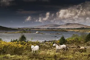 Heaths: Horses and irish landscape Connemara county Galway Ireland