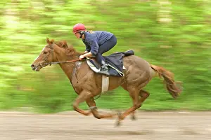 Jockey: Horses - & jockey galloping