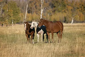 Teton: Horses just outside, Grand Teton National Park, Wyoming