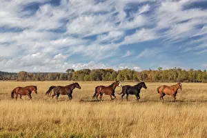 Teton: Horses just outside, Grand Teton National Park, Wyoming