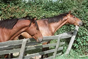 Leaning: Horses - Leaning over fence