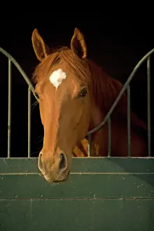 Stables: Horses - looking over stable door