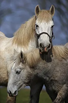 Contacts: Two horses against one another Manche