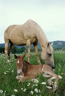 Pastural: Horses - Mare and Foal at pasture in daisy field