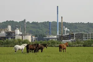 Pollutions: Horses in a meadow bordered by manufactures Le Havre