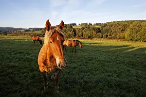 Daybreaks: Horses in meadow Parc Naturel Regional de Millevaches France