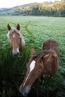 Daybreaks: Horses in meadow Parc Naturel Regional de Millevaches France