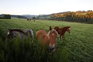 Daybreaks: Horses in meadow Parc Naturel Regional de Millevaches France