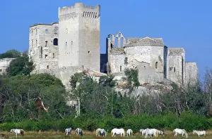 230518: Horses, Montmajour Monastery, Provence, France