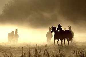 Silhouettes: Horses in the morning fog, backlight