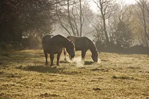 Daybreaks: Horses in the morning frost Saint Barthelemy Manche