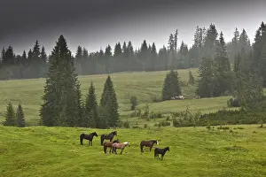 Mists: Horses in a mountain meadow in the mist Bavaria