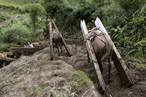 Attach: Horses and Mules carrying planks of wood Ecuador