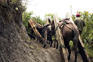 Attach: Horses and Mules carrying wood planks Ecuador