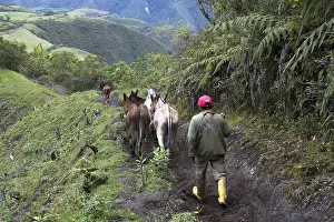 Mule: Horses and Mules used for transport in altitude Ecuador