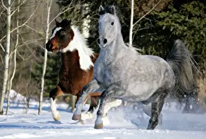 Dapple: Horses - Paint Gelding and Arabian gray dapple