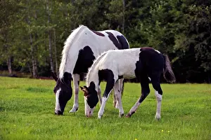 Colts: Horses - Paint Mare with Colt grazing together at pasture