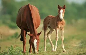 Paso: HORSES - Paso Peruano, mare and foal