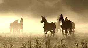 Silhouettes: Horses on pasture, backlight, morning fog