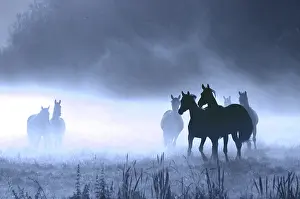 Silhouettes: Horses on pasture, backlight, morning fog