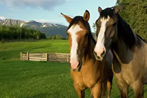Colangelo: Horses in pasture, British Columbia