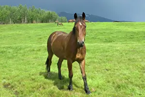Hoofed: Horses in pasture, British Columbia