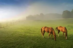 Fence: Horses in pasture, Michigan