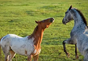 Frisky: Horses in pasture near Polson, Montana