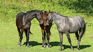 Stallion: Horses on pasture, young stallions, Hungary, Europe