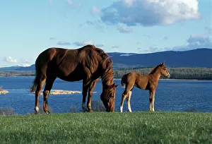 Quarterhorse: HORSES - Quarterhorse. Mare and Foal together at
