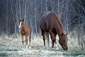 Quarterhorse: HORSES - Quarterhorse. Mare and Foal