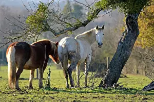 Comt: Horses resting under an old apple - Franche-Comts France