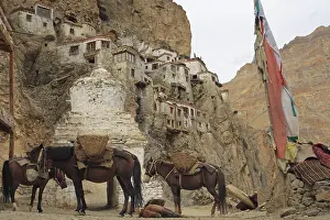 Trugs: Horses resting in Phuktal village Zanskar India